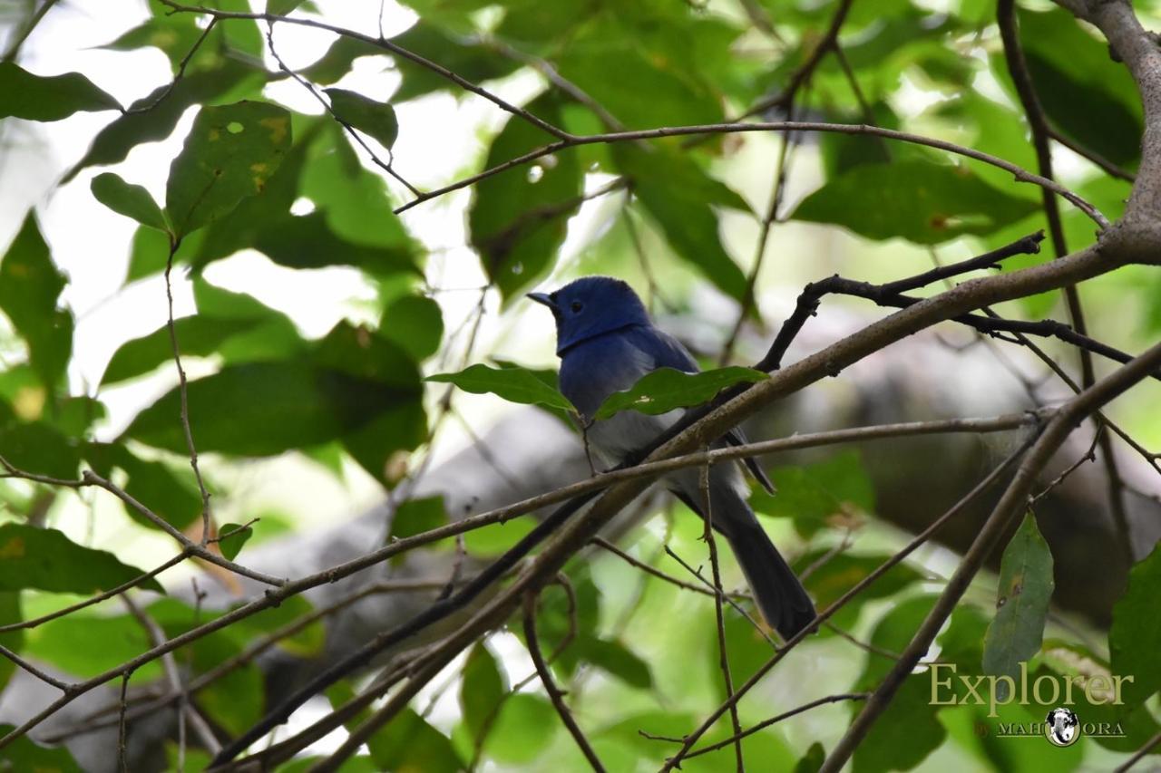 Explorer By Eco Team - Wasgamuwa National Park ภายนอก รูปภาพ