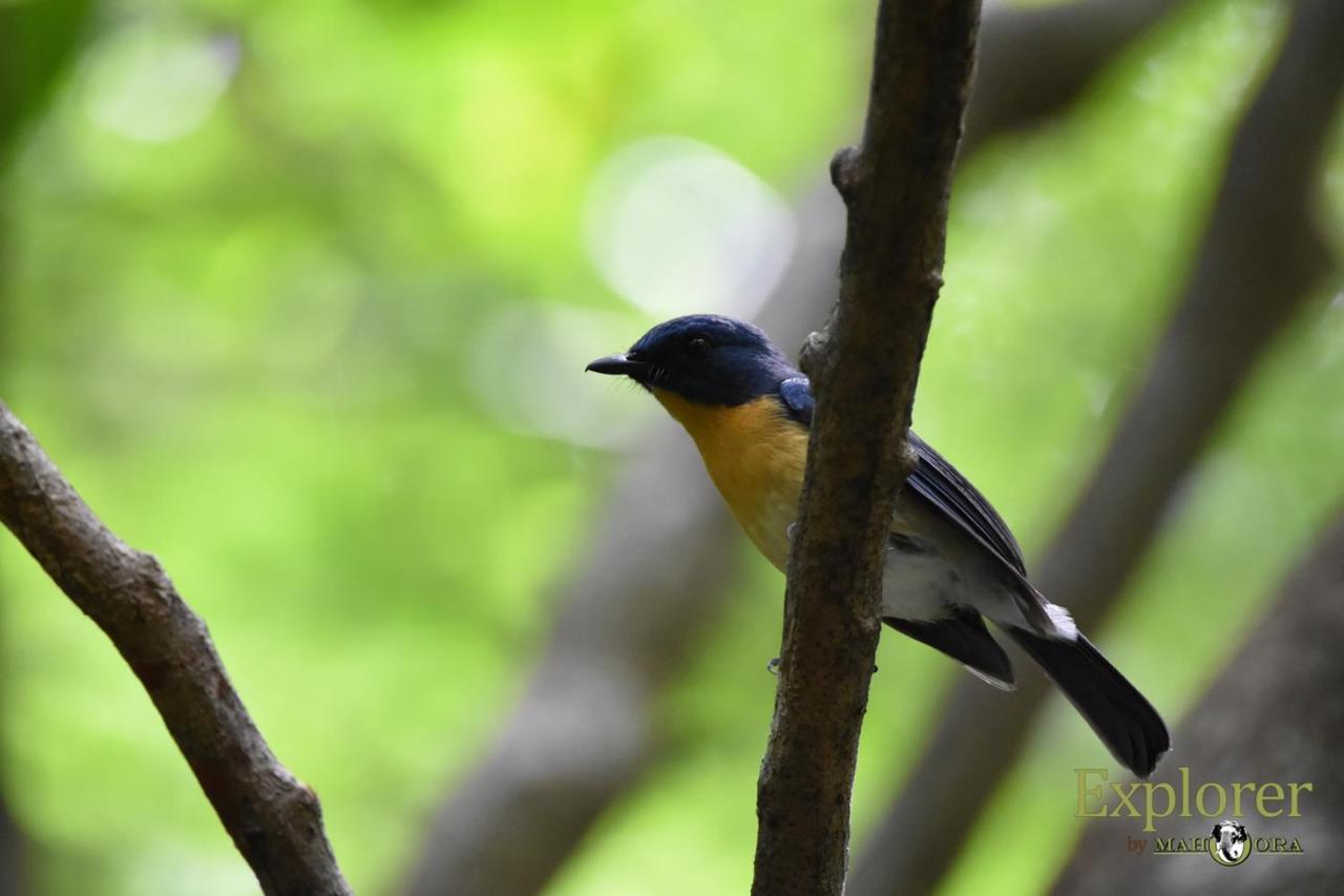 Explorer By Eco Team - Wasgamuwa National Park ภายนอก รูปภาพ