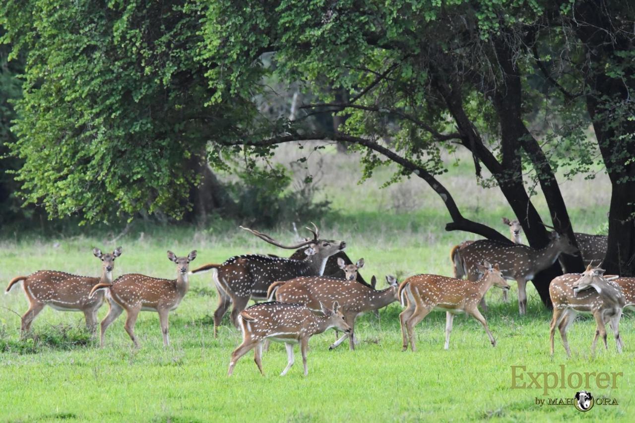 Explorer By Eco Team - Wasgamuwa National Park ภายนอก รูปภาพ