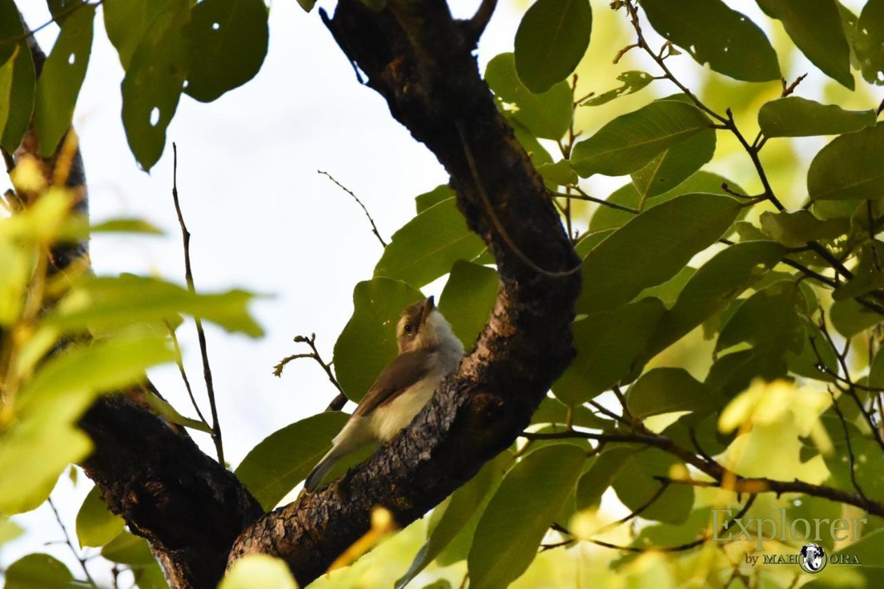 Explorer By Eco Team - Wasgamuwa National Park ภายนอก รูปภาพ