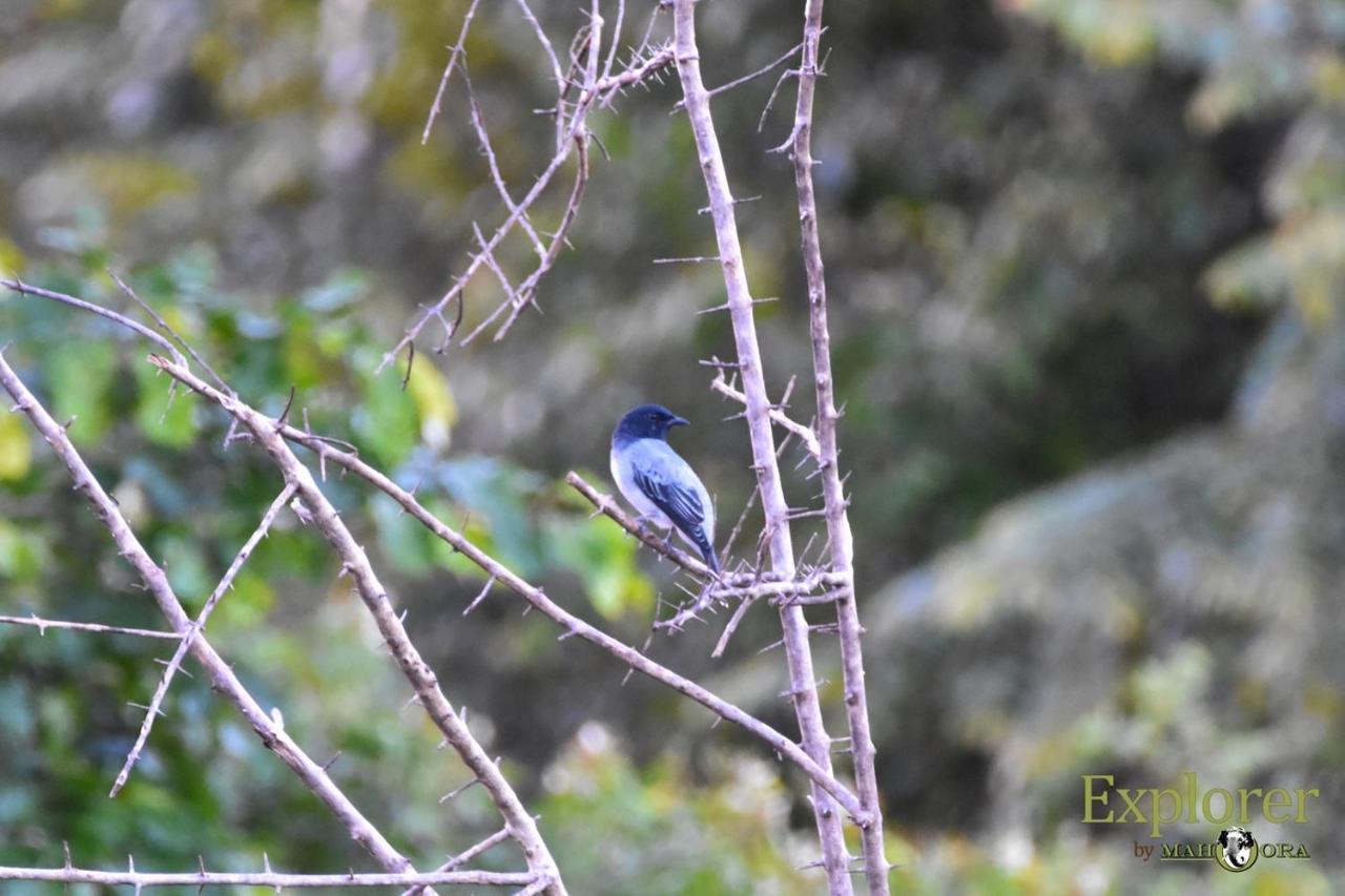 Explorer By Eco Team - Wasgamuwa National Park ภายนอก รูปภาพ