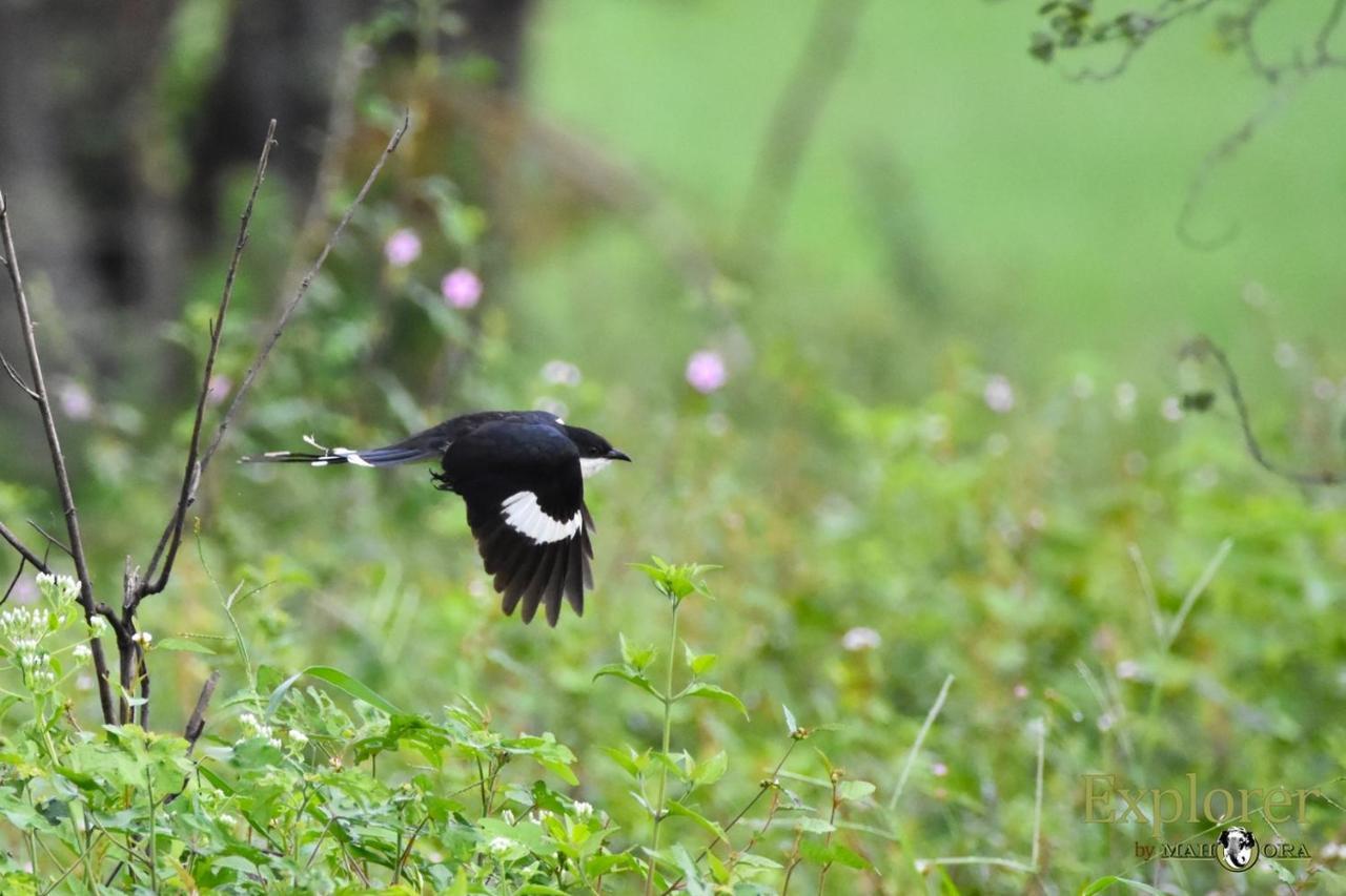 Explorer By Eco Team - Wasgamuwa National Park ภายนอก รูปภาพ