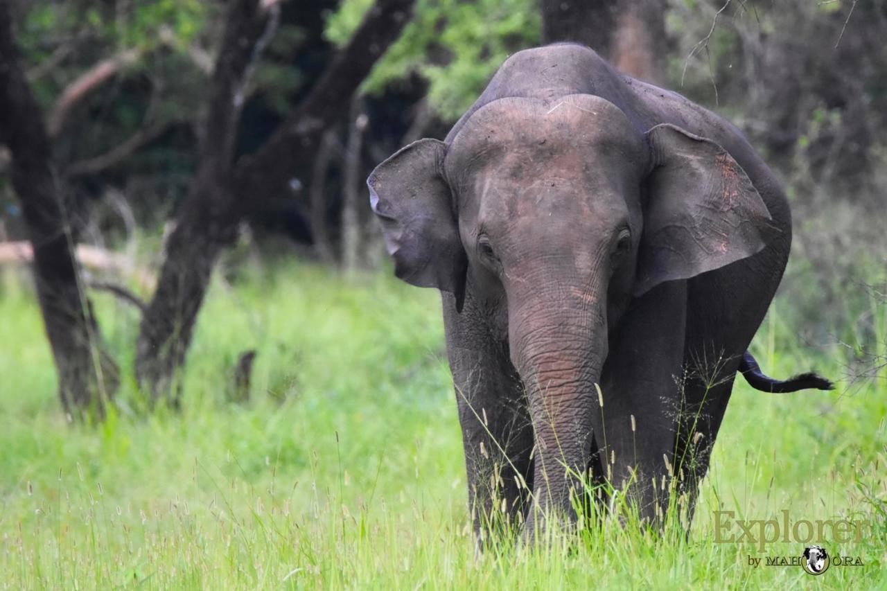 Explorer By Eco Team - Wasgamuwa National Park ภายนอก รูปภาพ