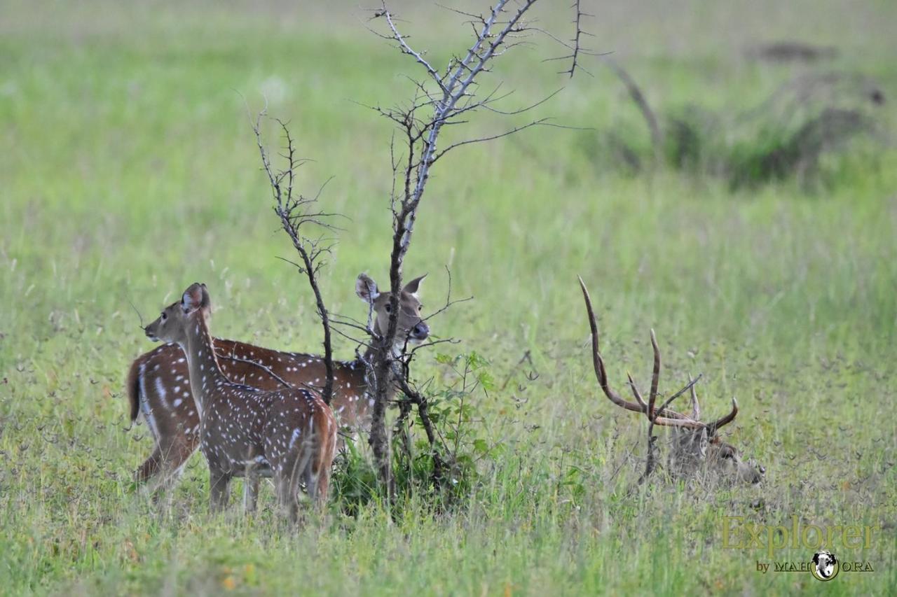 Explorer By Eco Team - Wasgamuwa National Park ภายนอก รูปภาพ