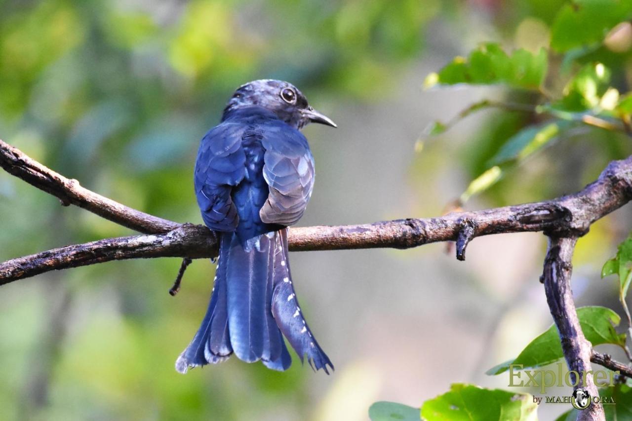 Explorer By Eco Team - Wasgamuwa National Park ภายนอก รูปภาพ