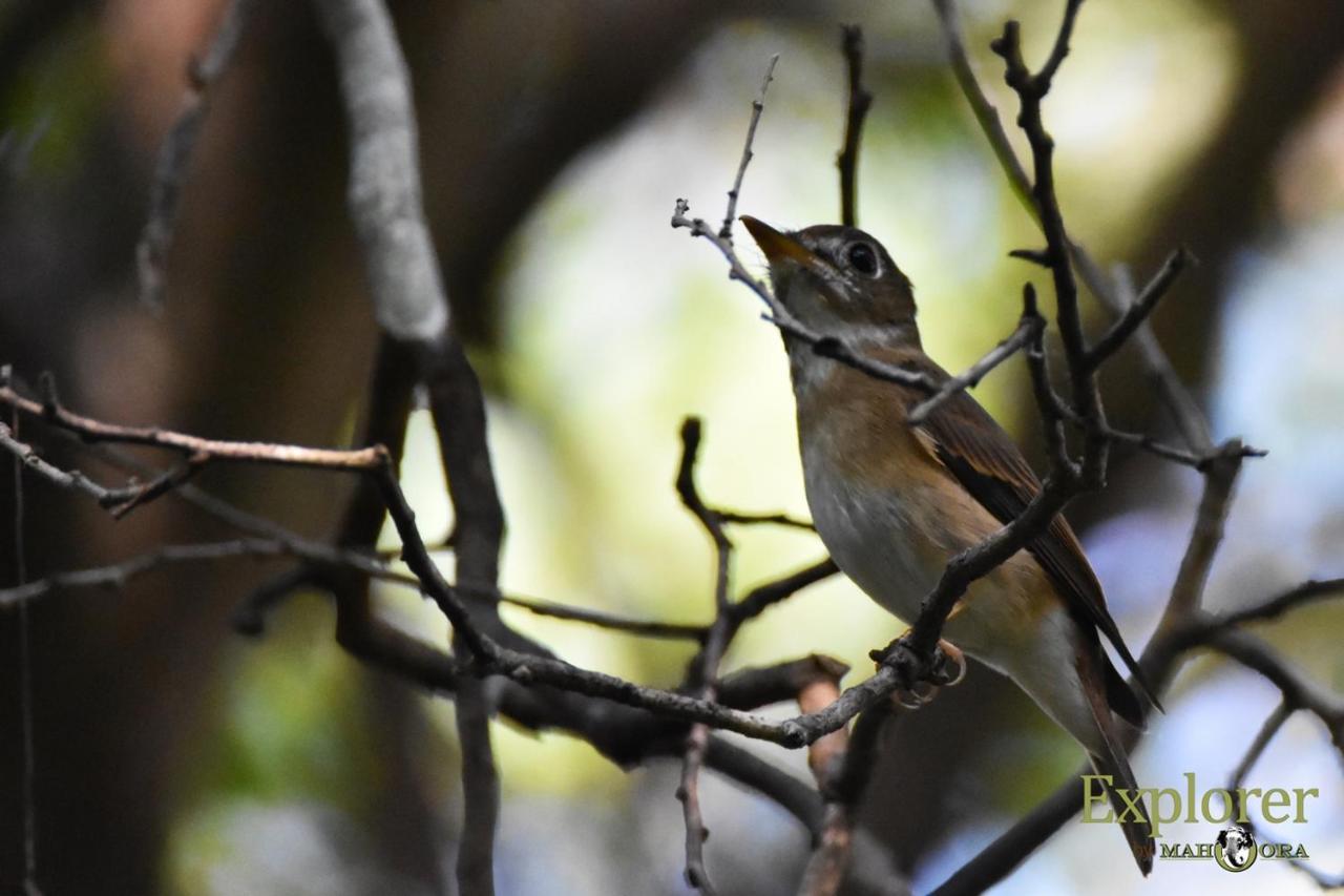Explorer By Eco Team - Wasgamuwa National Park ภายนอก รูปภาพ