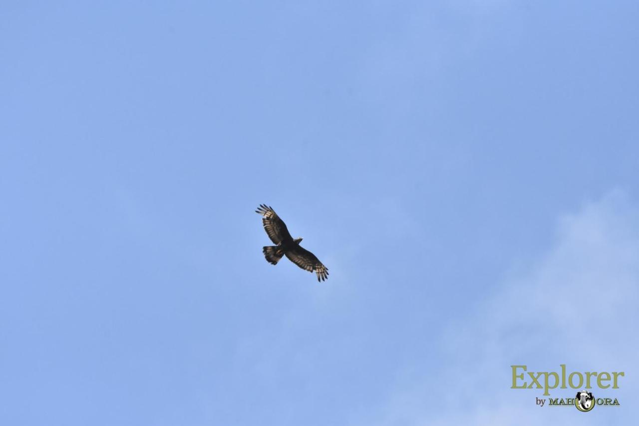 Explorer By Eco Team - Wasgamuwa National Park ภายนอก รูปภาพ