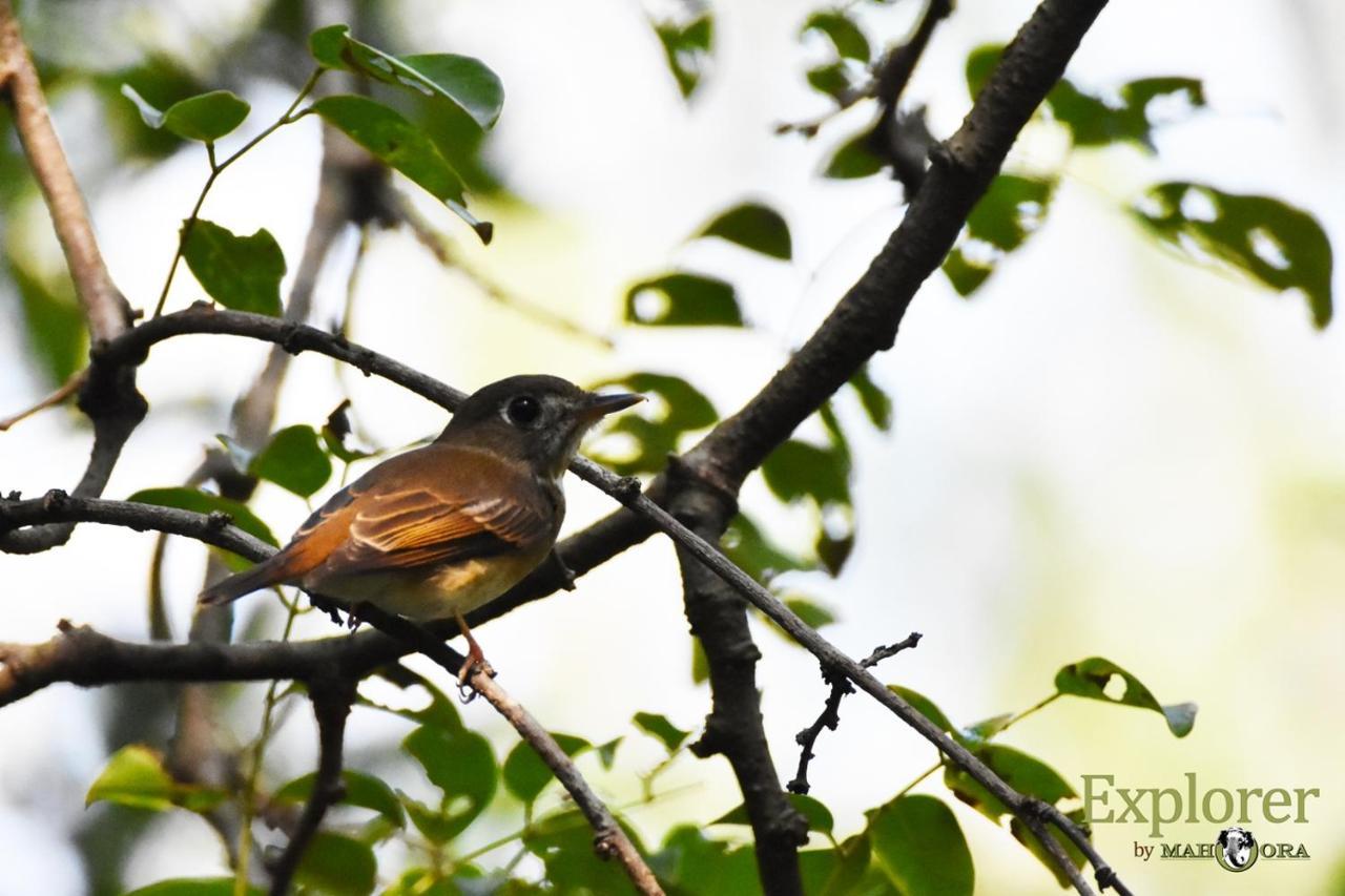 Explorer By Eco Team - Wasgamuwa National Park ภายนอก รูปภาพ