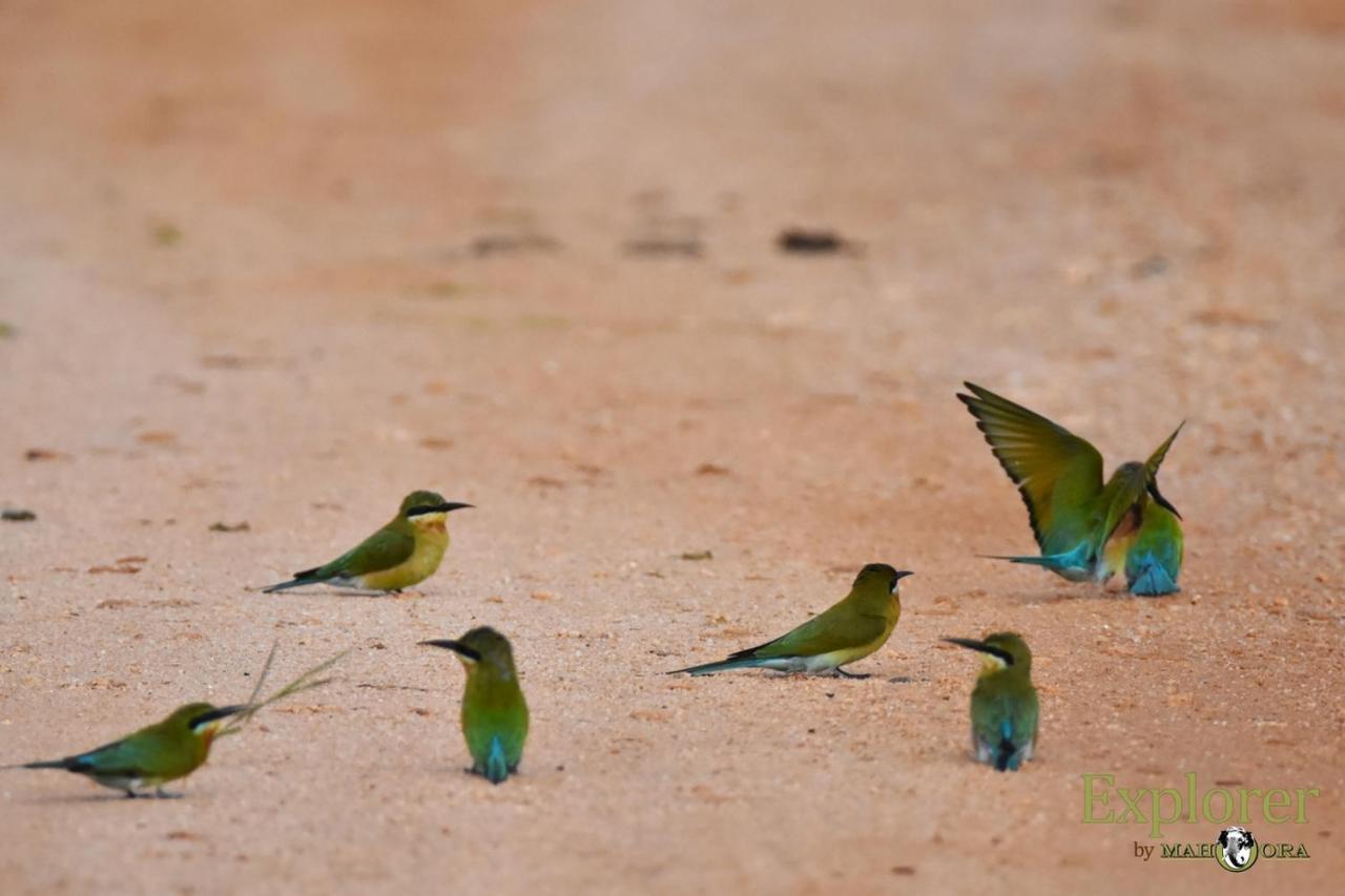 Explorer By Eco Team - Wasgamuwa National Park ภายนอก รูปภาพ