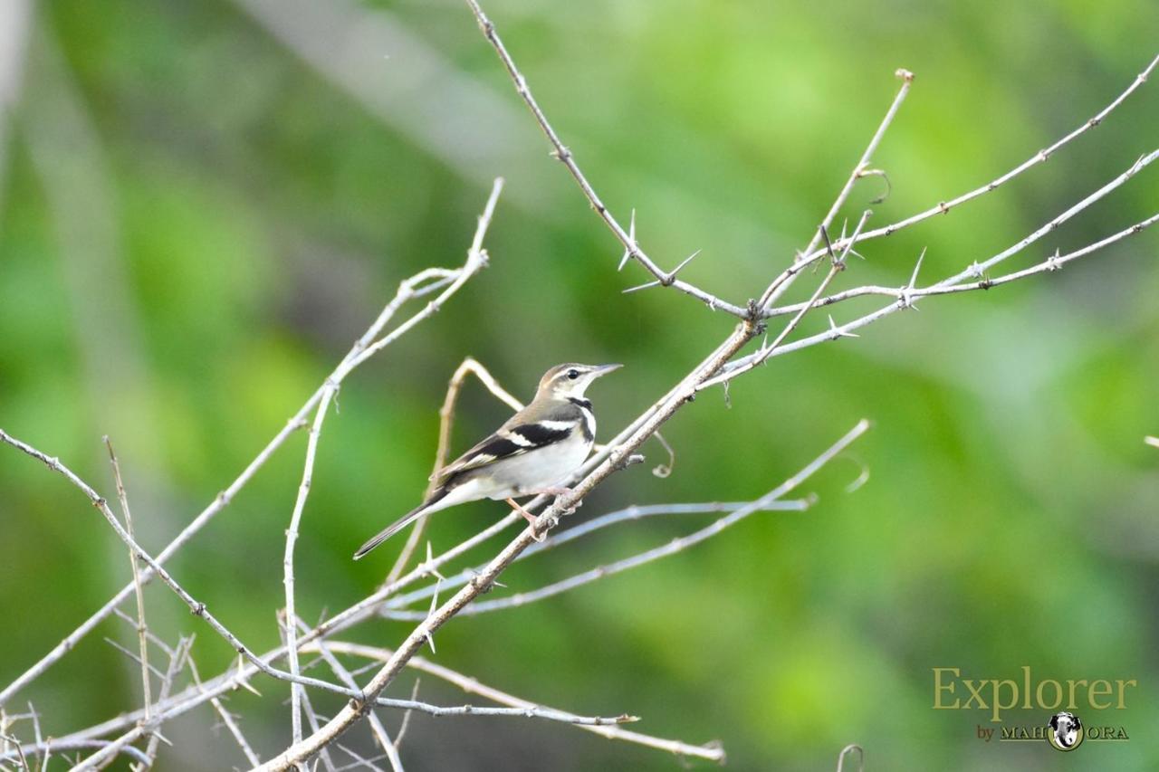 Explorer By Eco Team - Wasgamuwa National Park ภายนอก รูปภาพ