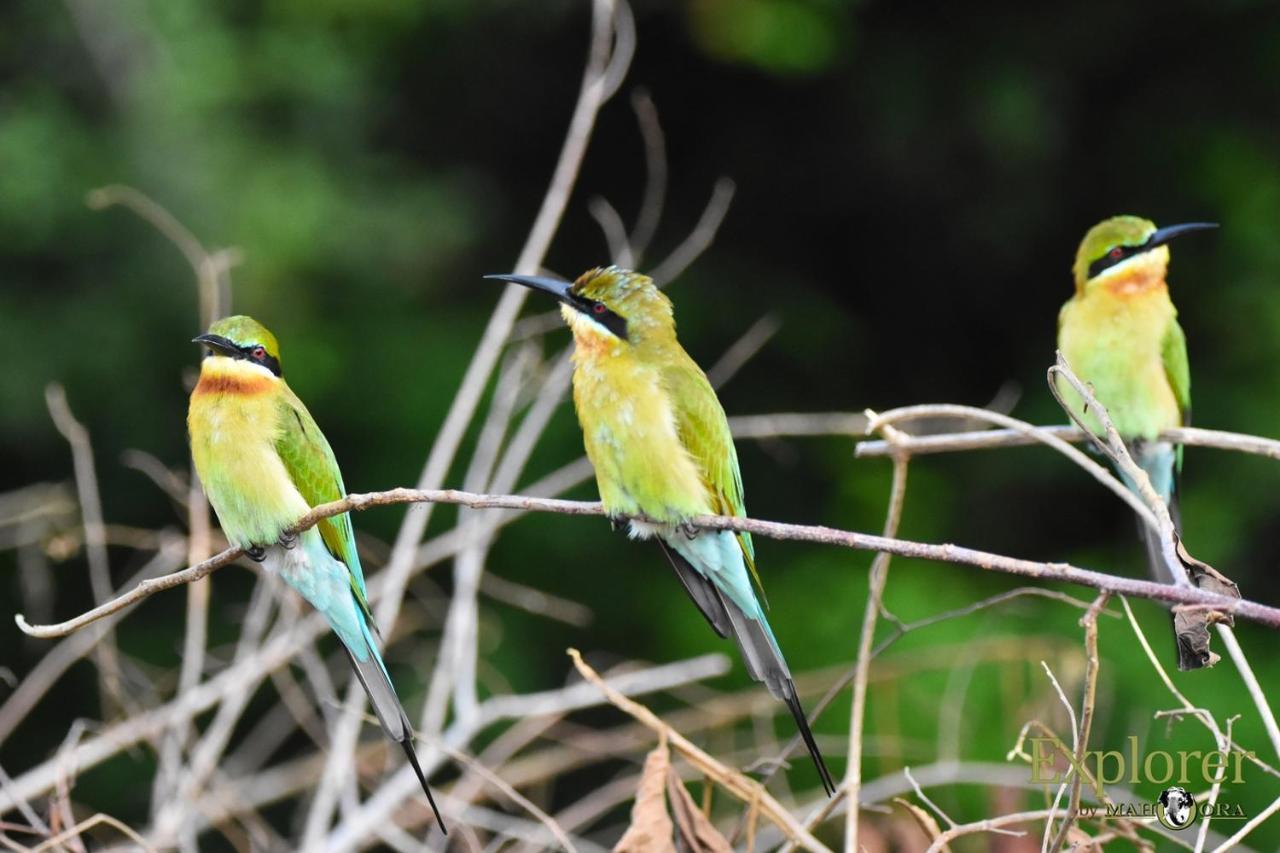 Explorer By Eco Team - Wasgamuwa National Park ภายนอก รูปภาพ