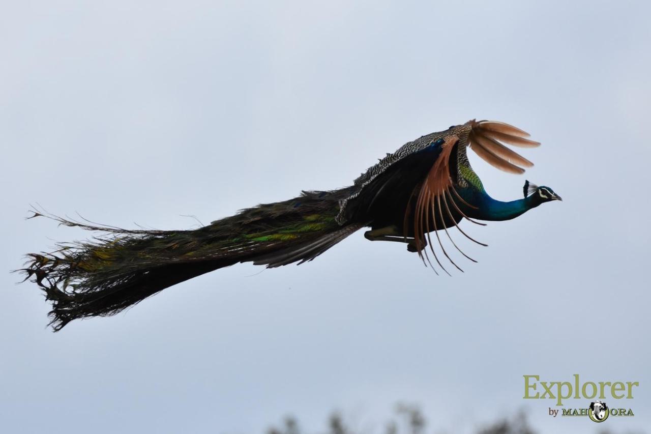 Explorer By Eco Team - Wasgamuwa National Park ภายนอก รูปภาพ