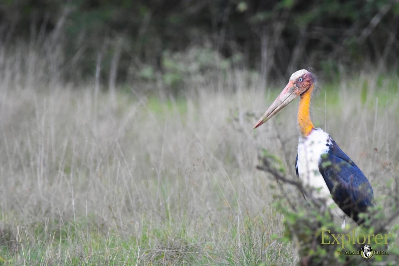 Explorer By Eco Team - Wasgamuwa National Park ภายนอก รูปภาพ