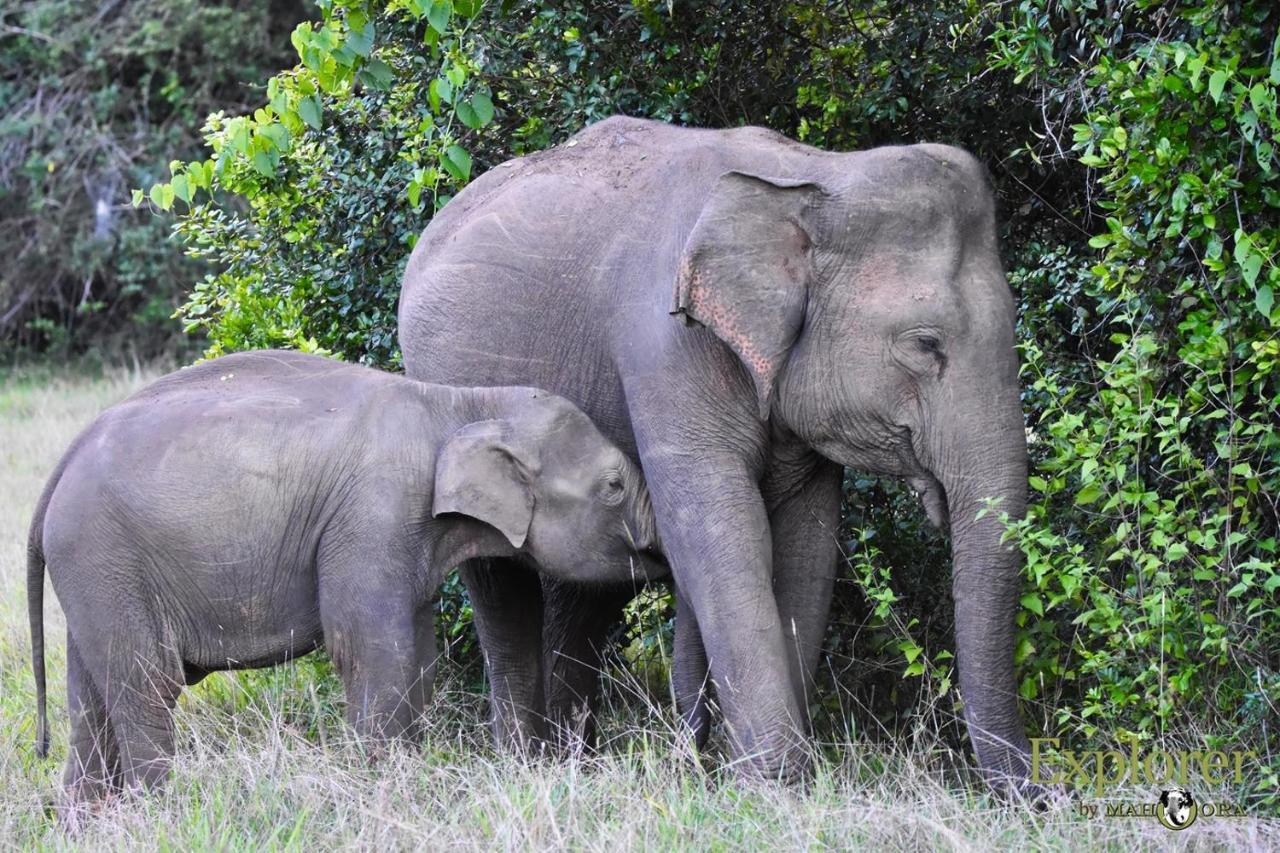 Explorer By Eco Team - Wasgamuwa National Park ภายนอก รูปภาพ