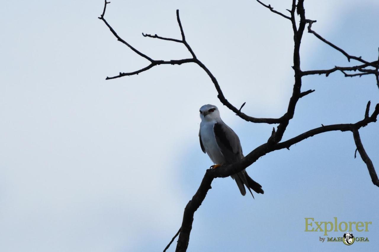 Explorer By Eco Team - Wasgamuwa National Park ภายนอก รูปภาพ