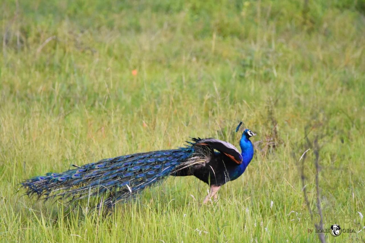 Explorer By Eco Team - Wasgamuwa National Park ภายนอก รูปภาพ