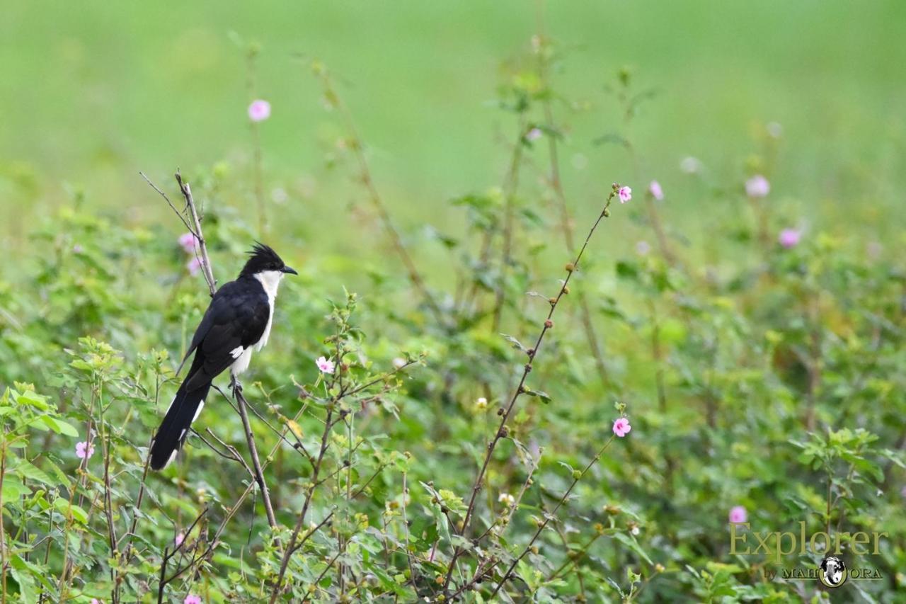 Explorer By Eco Team - Wasgamuwa National Park ภายนอก รูปภาพ