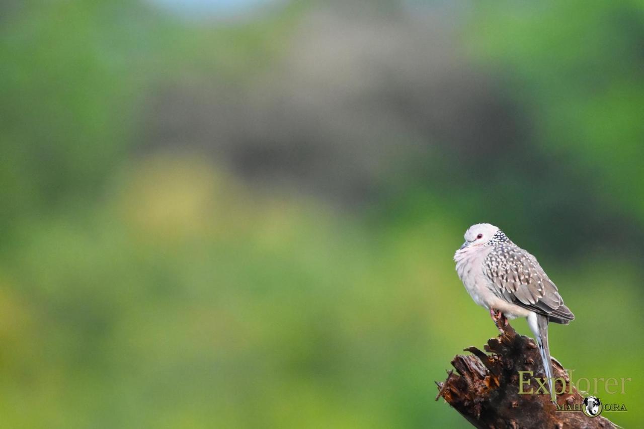 Explorer By Eco Team - Wasgamuwa National Park ภายนอก รูปภาพ
