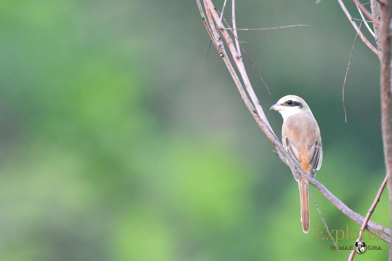 Explorer By Eco Team - Wasgamuwa National Park ภายนอก รูปภาพ